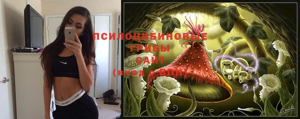 прущие грибы Елизово
